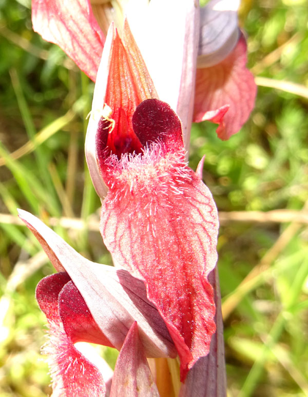 Serapias orientalis subsp. apulica ? - Otranto (LE)